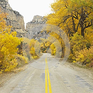 Road cutting through Aspen trees.