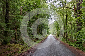 Road cutting through a wood with bright green leaves, Glencoe, Scotland