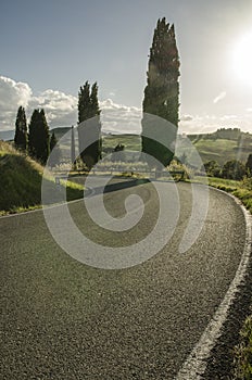 Road with cypress trees leads through Tuscany