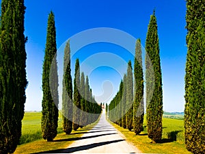 Road and cypresses in Crete Senesi Senese Clays, Italy