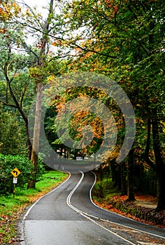 Road in Dandenong in spring