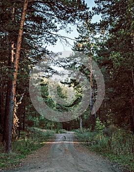 Road through dark forest in autumn. Vintage outdoor photo