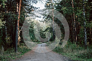 Road through dark forest in autumn. Vintage outdoor photo