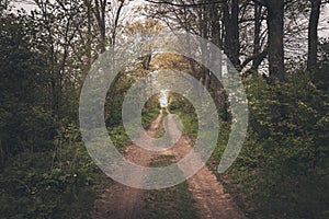 Road through the dark forest