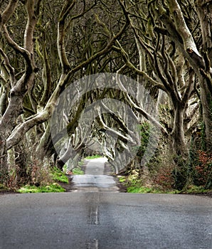 Road through the Dark Hedges  a unique beech tree tunnel road n Ballymoney, Northern Ireland. Game of thrones location