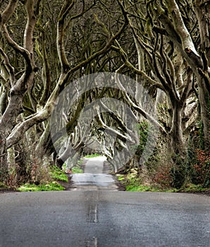 Road through the Dark Hedges  a unique beech tree tunnel road n Ballymoney, Northern Ireland. Game of thrones location photo