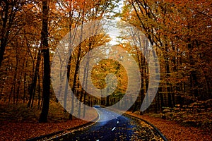 Road through dark night forest in autumn