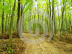 Road in deciduous forest