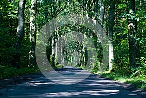 Road in deep forest