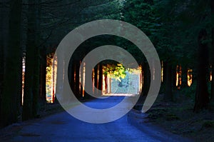 Road through deep forest