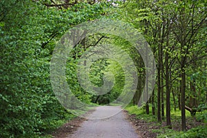 Road in a dense green forest in spring landscape