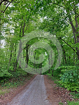 Road in dense green forest - spring in Slavonia, Croatia