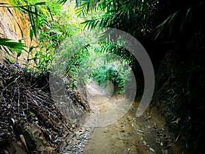 The road in the dense jungle is very beautiful and terrifying