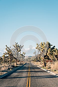 Road in the desert, in Joshua Tree National Park, California