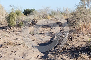 Road in the desert steppe