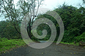 A road disappearing in the forest