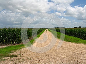 Road dissappearing into corn field