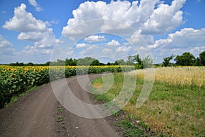 Road on edge of a field with blooming sunflower