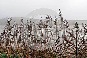 Road edge filled with rushes