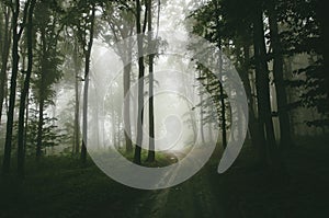 Road through the enchanted misty woods