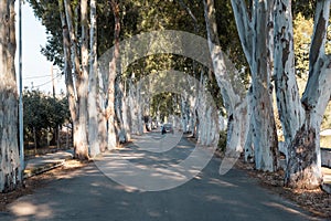 road with enormous eucalyptus trees