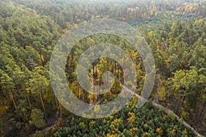 Road in the evening autumn deciduous forest. Drone view