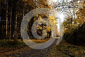 Road with fallen leaves through an autumn Pulkovo park illuminated by Sunbeams