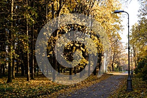 Road with fallen leaves and lanterns through an autumn Pulkovo park illuminated by Sunbeams