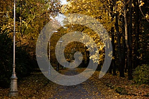 Road with fallen leaves and lanterns through an autumn Pulkovo park illuminated by Sunbeams