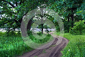 Road in a field