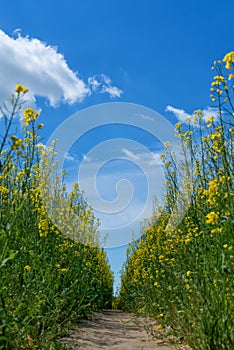 Road in the field of