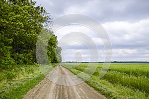 road between the field of barley and the forest. A road in the road. The forest belt.