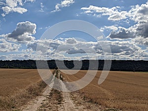 Road in the field of cut wheet