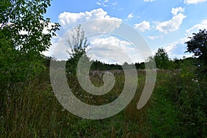 Road. Field of flowers. Green grass. Away forest. Blue sky