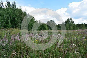 Road. Field of flowers. Green grass. Away forest. Blue sky