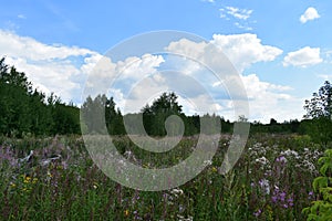 Road. Field of flowers. Green grass. Away forest. Blue sky