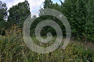 Road. Field of flowers. Green grass. Away forest. Blue sky