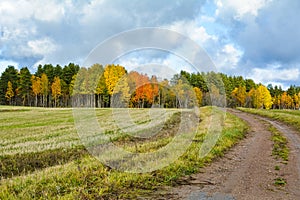 Road in the field goes to the forest