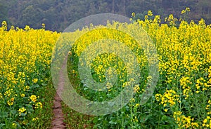 Road through field of Oilseed