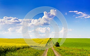 Road in the field. Rape crops on one side of the field and green grass on the other, blue sky with white clouds above the field_