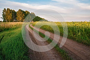 Road in a field of sunflowers