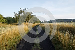 Road between fields