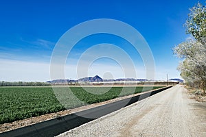 Road and fields in the floodplains of the lower Colorado River, Arizona, USA.