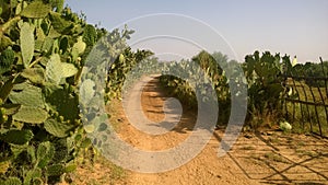 Road between fields in my land