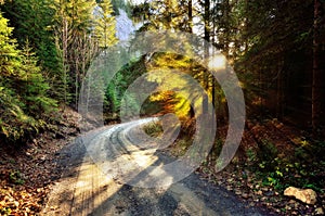 Road through the fir forest