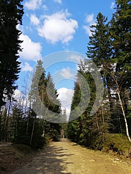 Road in a fir forest, Szklarska Poreba, Poland