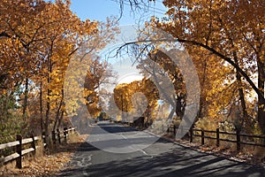 Road Flanked By Autumn Cottonwoods