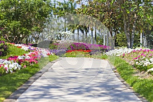 Road flanked by spring flowers in a garden