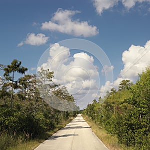 Road in Florida Everglades.