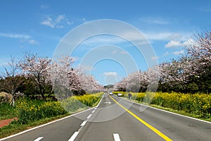 The road with flower blossom.